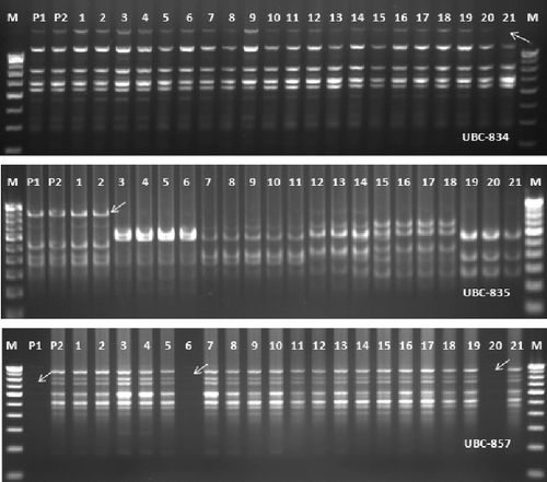 Figure 4. ISSR-PCR profile of two parent's strains (P1 and P2) (T. harzianum NBAII Th 1 and T. viride NBAII Tv 23) and their 21 corresponding fusants (lane 1 to lane 21). M: is 100 bp DNA ladder.