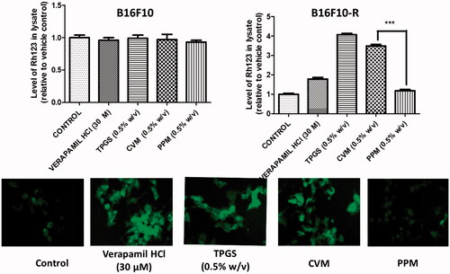 Figure 6. Assessment of P-gp inhibitory effect of CVM. (A) Quantitative estimation of the internalized Rh-123 fluorescence in B16F10 and B16F10-R cells treated with verapamil, TPGS, CVM and PPM. (B) Fluorescence micrograph of resistance cells received the same treatment regimen as A. Cells treated with only Rh-123 is considered as control. The results are expressed as mean ± S.D, n = 3.