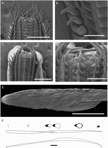 Figure 12 Mastigoteuthis cf. dentata. A, B, NMNZ M.287214, ♂, ML 85 mm; C–E, NMNZ M.091649, ♀, ML 81 mm; F, CH-LIA-01, ♂, ML 70 mm. A, Radula; B, radula margin; C, asymmetrical radula; D, asymmetrical radula rachidian and first lateral teeth; E, palatine palp; F, gladius. Scale bars = A, C, 500 µm; B, 100 µm; D, 200 µm; E, 1 mm; F, 5 mm.