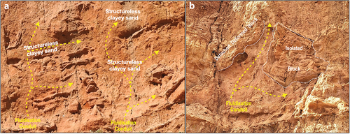 Figure 7. Injection of fluidised sand slurry (yellow arrows) deforming and/or isolating blocks of well-bedded sand, Witton Bluff.