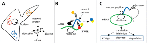 Figure 2. (A) The subcellular location of proteins (colored circles) rely on the subcellular targeting of their coding mRNAs and subsequent on-site mRNA translation or local translation. The nascent proteins are in different subcellular environment, which may impact on subsequent modifications and interactions with different partners. (B) Co-translational modifications rely on the binding of the protein-modifying enzymes to the translating ribosomes (black circle), or on local translation that positions the nascent proteins in the proximity of specific modifying enzymes (orange circle), or on the binding of protein modifying enzymes to the mRNA 3′-UTR (red circle). The binding of a protein (yellow circle) to mRNA 3′UTR may increase the probability of its interaction with the newly-synthetized protein (blue circle). (C) A stressor affecting a nascent polypeptide chain impact on the mRNA undergoing translation by inhibiting its translation, thus inducing its storage, cleavage, or degradation.