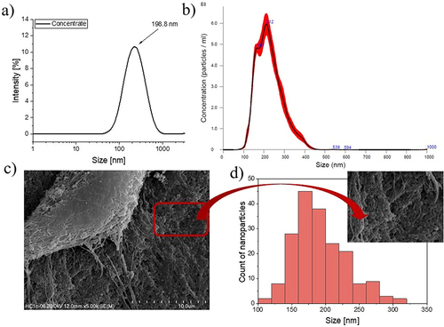 Figure 1 VAN-loaded-Chit-NPs-concentrate size characterization obtained by (a) DLS (intensity based), (b) NTA (Averaged FTLA Concentration/Size), (c) SEM micrographs and (d) size distribution histogram based on SEM studies.
