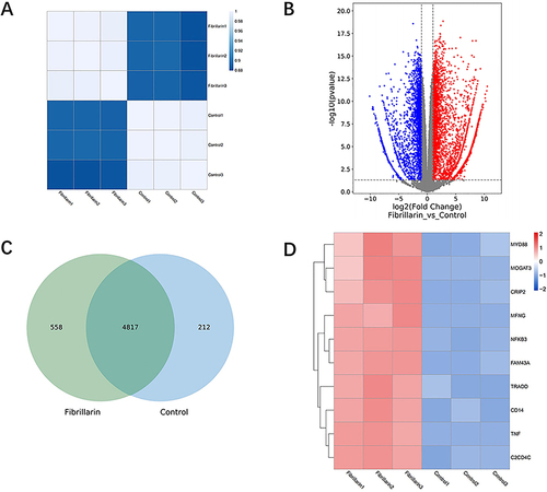 Figure 5 Transcriptomic and bioinformatics analysis of cell samples from the control and FBL groups. (A) Correlation analysis of FBL expression in the control and FBL groups (the darker the color is, the stronger the correlation). (B) Volcano plots of gene expression (control and FBL group samples). Red dots: significantly upregulated genes; blue dots: significantly downregulated genes; gray dots: genes whose expression did not significantly change. (C) Venn diagram of the differentially expressed genes. (D) Ten upregulated genes were selected for visualization via heatmaps.