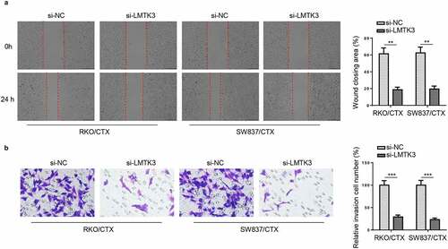 Figure 3. LMTK3 deficiency attenuates CTX-resistant CRC cell migration and invasion. RKO/CTX and SW837/CTX cells were respectively transfected with si-LMTK3 or si-NC. (a) Wound healing was applied to detect cell migration. (b) Transwell assay was applied to assess cell invasion. **P < 0.01 and ***P < 0.001