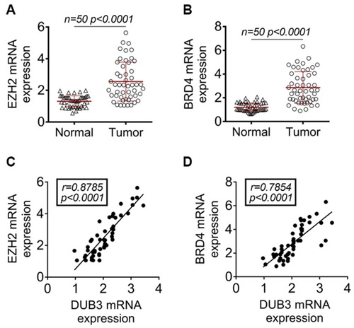 Figure 5 The relationship between DUB3 and EZH2/BRD4 expression. (A) qRT-PCR was performed to ensure the expression of EZH2 mRNA in OSCC tissues. (B) qRT-PCR was performed to detect the expression of BRD4 mRNA. (C) The link DUB3 with EZH2 was analyzed. (D) The relationship between DUB3 and BRD4 was analyzed.