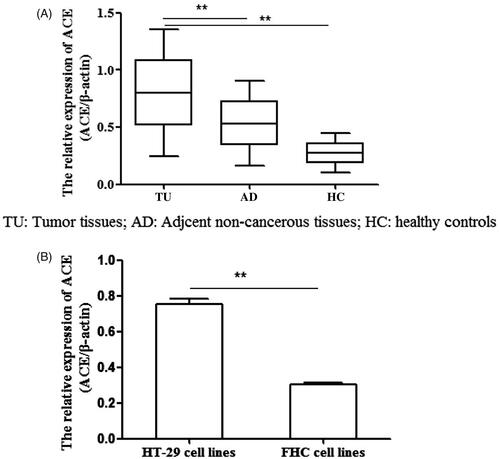 Figure 1. The expression of ACE at mRNA level in tumour tissues and cell lines. (A) The ACE expression was higher in tumour tissues compared with in adjacent normal tissues and healthy tissues. (B) The ACE expression was higher in HT-29 cell lines than in FHC cell lines. **p < .05 represented the significant difference between the two.