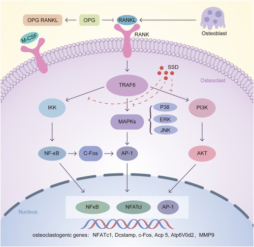 Figure 8 Inhibition of osteoclastogenesis by SSD is associated with regulation of RANKL/RANK pathway. After RANKL secreted by osteoblasts combined with RANKL, TRAF6 is activated in the cytoplasm of osteoclasts. Then the downstream pathways including NF-κB, MAPKs and PI3K-AKT are activated, leading to the automatic expansion of NFATc1, c-FOS and AP-1. Several osteoclast related genes such as NFATc1, Dcstamp, c-Fos, Acp 5, V-ATPase d2 and MMP9 are upregulated, which are essential for osteoclasts differentiation and formation. Our results for the first time demonstrated that SSD suppressed osteoclastogenesis via inhibiting RANKL-induced multiple downstream pathways.