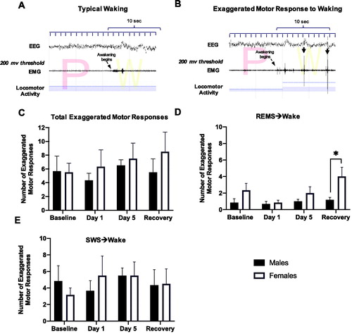 Figure 3. Number of exaggerated motor responses during transitions to waking from SWS or REMS in the light period before, during, and after repeated restraint. (A) Representative typical awakening: a trace of EEG, EMG, and locomotor activity data during arousal from a REMS episode (initiated at arrow). Note that EMG spikes do not go above the 200 μV threshold in red within 10 s of the sleep transition. (B) Representative exaggerated motor response at awakening: a trace of EEG, EMG, and locomotor activity data during arousal from a REMS episode (initiated at arrow). Note the recurrent EMG spikes greater than 200 μV (denoted with black arrows) that occur within 10 s of the sleep transition with concurrent locomotor activity. (C) Total counts of exaggerated motor responses to waking during 6 h of the light period at baseline, over 5 days of restraint, and during the recovery period. There were no significant main effects of Stress or Sex on the total number of exaggerated motor responses to waking. (D, E) Exaggerated motor responses counted separately following arousals from REMS and SWS, respectively. Females had significantly more exaggerated responses to waking from REMS after restraint compared with males. However, stress and sex did not affect the number of exaggerated motor responses to waking from SWS. *p < 0.05.