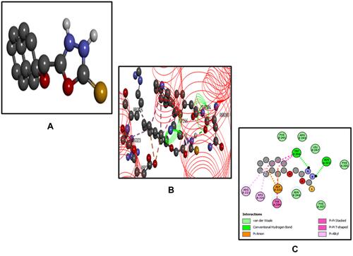 Figure 7 Best pose of B3 (A), interactions of B3 (B) and two-dimensional representation of hydrogen bonds of B3 (C) drawn using Discovery Studio Visualizer 2016.