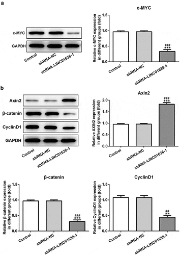 Figure 4. The effects of LINC01638 silencing on Wnt/β-catenin signaling pathway in TPC-1 cells. The protein level of c-MYC (a), Axin2, β-catenin and CyclinD1 (b) in TPC-1 cells with transfection of shRNA-LINC01638-1 was assessed by western blot assay. Data are expressed as mean ± SD. **P < 0.01, ***P < 0.001 versus control; ##P < 0.01, ###P < 0.001 versus shRNA-NC group