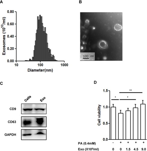 Figure 2 Characterization of exosomes derived from MIN6 cells.