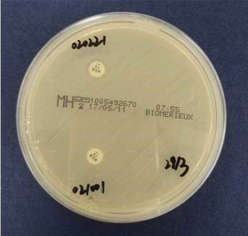 Figure 5. Positive result of modified carbapenem inactivation method. Meropenem disk was used to detect suspected carbapenemase-producing isolates. Carbapenemase positive: the diameter of the inhibition zone of meropenem paper is 6–15 mm or the diameter of the inhibition zone is 16–18 mm but there are scattered colonies in the inhibition zone.