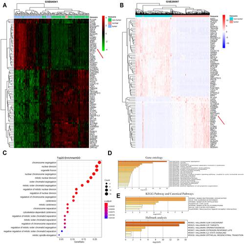 Figure 1 A total of 81 DEGs were identified by the bioinformatic analysis of GSE64041 and GSE25097 datasets and significant functional analysis. (A) Heatmaps of the 81 DEGs identified from GSE64041 via clustering analysis. The red color represented high expression level, while the green color represents the opposite. Each row indicates the expression of a gene, while each column represents a sample. The red arrow indicated the location of our target gene. (B) Heatmaps of the 81 DEGs identified from GSE25097 via clustering analysis. The pink color represents a high expression level, while the light-purple color represents the opposite. Each row indicates the expression of a gene, while each column represents a sample. The red arrow indicated the location of our target gene. (C) GO enrichment analysis on 81 DEGs by R software. (D) GO enrichment analysis with P < 0.05 through metascape. (E) Hallmark analysis and KEGG Pathway and Canonical Pathways enrichment with P < 0.05 through metascape.