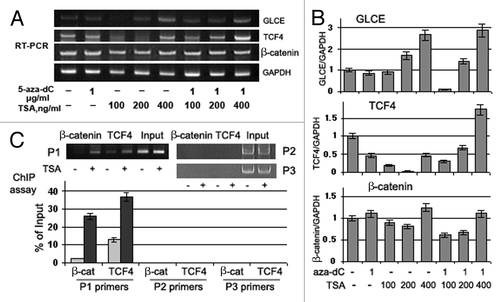 Figure 7. Effects of Trichostatin A on GLCE, TCF4 and β-catenin expression and GLCE transcriptional activation in MCF7 breast carcinoma cells in vitro. (A) GLCE, TCF4 and β-catenin expression upon treatment with 5-aza-deoxycytidine (5-aza-dC) and/or Trichostatin A (TSA). Representative multiplex RT-PCR electropherogram with GAPDH gene as an internal control. (B) Intensity of the amplified DNA fragments normalized to that of GAPDH. Bars represent the mean ± SD of triplicate experiments (OriginPro 8.1). (C) ChIP assay for the GLCE promoter region with anti-TCF4 or anti-β-catenin antibodies. DNA fragments corresponding to TCF4-responsive region of the GLCE promoter were amplified using P1 primers, TCF4-non-responsive promoter regions were amplified with P2 and P3 primers as control. The amount of immunoprecipitated DNA was normalized to that of the input DNA, TSA concentration was 400 ng/ml.