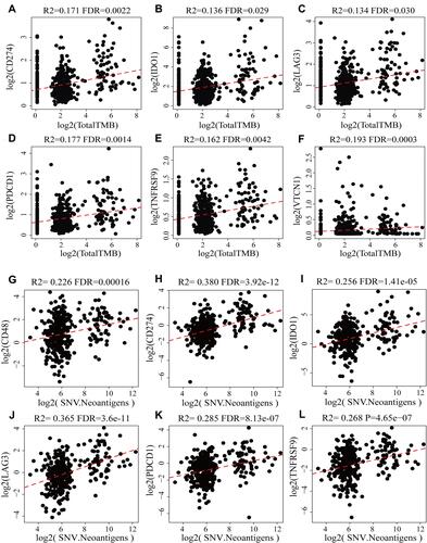 Figure 3 Scatter diagram between the expression levels of ICGs and TMB and neoantigens. R2 is the correlation coefficient, and FDR is the false-positive detection rate. The x-coordinate represents the expression for TMB/SNV. The ordinate represents gene expression. (A–F) are the scatter diagram between CD274, IDO1, LAG3, PDCD1, TNFRSF9, VTCN1 and TMB respectively; (G–L) are the scatter diagram between CD48, CD274, IDO1, LAG3, PDCD1, TNFRSF9 and SNV respectively.