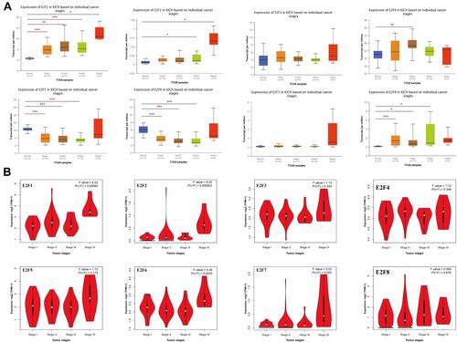 Figure 2 Correlation between E2Fs expression and pathologic stage in chRCC patients. (A) Relationship between mRNA expression of distinct E2Fs family members in normal and individual cancer stages of chRCC (UALCAN). (B) Correlation between different expressed E2Fs and the pathological stage of chRCC patients (GEPIA). *p< 0.05; **p<0.01; ***p<0.001.