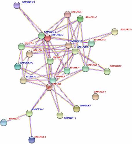 Figure 10. Protein interaction network of SiMAPKs and SiMAPKKs.