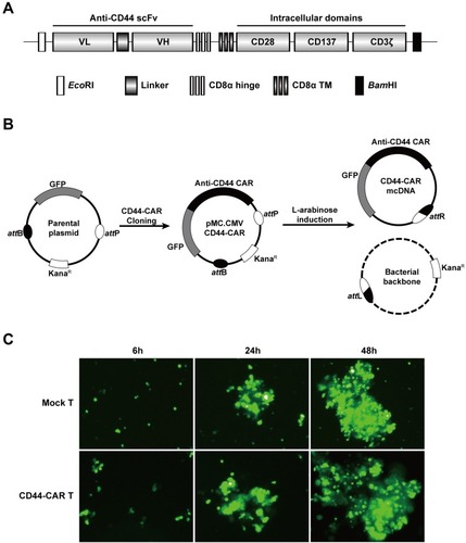 Figure 1 Construction of mcDNA and CD44-CAR T cells. (A) Schematic representation of anti-CD44 CAR structure. (B) Schematic diagram of CD44-CAR mcDNA generation. Anti-CD44 scFv was cloned into the parental plasmid to prepare pMC.CMV-CD44-CAR. L-arabinose was added to induce site-specific recombination. Bacterial backbone was digested for degradation and CD44-CAR mcDNA was generated. (C) Transfection efficacy demonstrated by fluorescence microscopy images within 48h at 400× magnification.