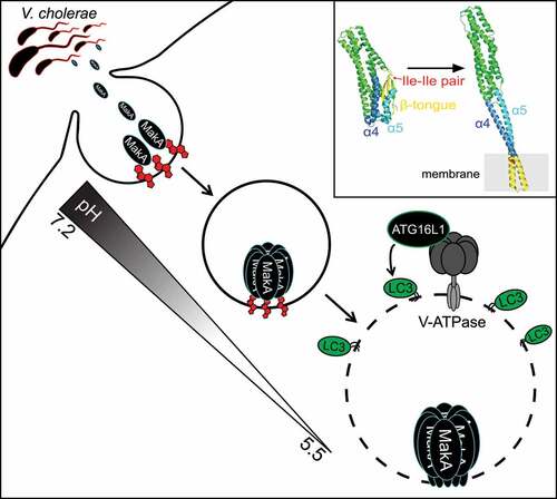 Figure 1. Model of MakA-induced autophagy. Interaction between MakA and cholesterol at the plasma membrane facilitates MakA endocytosis. Endosomal acidification promotes pore-assembly resulting in V-ATPase-dependent unconventional LC3 lipidation on the damaged membrane. Upper right box shows structures of MakA monomer (PDB 6EZV) and a subunit of the MakA pore from the tubular model (PDB 7P3R). The regions that undergo conformational changes are highlighted: β-tongue (yellow), α4 (blue) and α5 (light blue). The cholesterol-interacting Ile-Ile pair is shown in red.