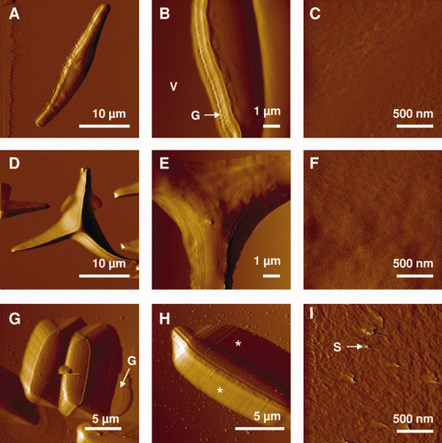 Figure 3. AFM deflection images recorded in aqueous solution for the fusiform (A–C), triradiate (D–F) and ovoid (G–I) morphotypes of Phaeodactylum tricornutum. Labels V, G and S correspond to the following features: valve, girdle region and streaks. The features highlighted by the asterisks in (H) reflect tip convolution artifacts. Reproduced with permission from Francius et al. (2008a).