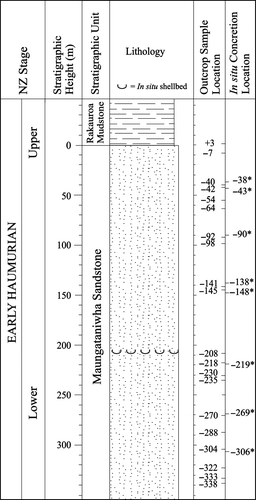 Fig. 2  Measured section profile for the lower Mangahouanga Stream section, showing outcrop (Maungataniwha Sandstone and Rakauroa Mudstone) and in situ calcareous concretion sample locations (the latter are indicated by an asterisk).