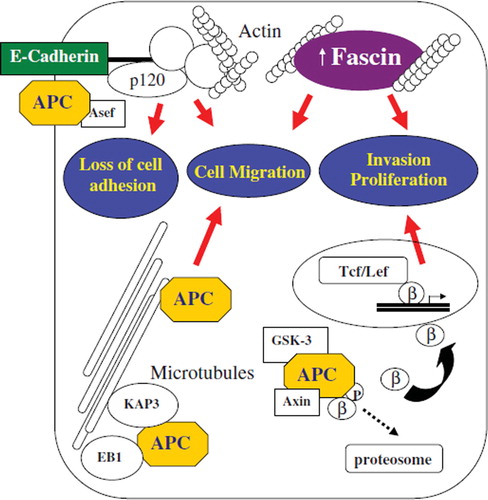 Figure 2. Interactions between cytoskeletal adhesion molecules and potential mechanisms in the development and progression of colorectal cancer. E-cadherin binds catenins to form cytoskeletal complexes with actin cytoskeleton. Abnormalities in E-cadherin expression (genetic mutation, epigenetic silencing, transcriptional repression) result in reduced cell–cell adhesiveness and conversion to a migratory and metastatic phenotype. Fascin forms tight and stable bundles with F-actin. Fascin overexpression is associated with increased proliferation and cell migration, inducing an invasive behaviour of colorectal cancer cells. As a tumour suppressor, APC protein controls β catenin proteosome degradation in association with GSK-3β and Axin. Mutations in APC reduce β catenin degradation and induce nuclear translocation with increased transcription of genes promoting tumour growth/ invasion. Different subcellular localization of APC (e.g. adherens junctions), have prompted the discovery of new non-traditional roles such as cell migration and adhesion. APC is directed along cytoskeletal microtubules by KAP3 to the plasma membrane where it regulates cell migration. APC binding with EB1 at the plus end of microtubule mediate microtubules’ stabilization and polymerization, thus promoting cell migration. APC has also been implicated in cell to cell adhesions. Truncated form of APC can activate Asef, decreasing intercellular adhesions and promote motility. Gain-of-function of migratory properties and loose of adherens junctions by truncated cancer-mutant APC are critical events in tumour formation and spreading. Abbreviations: GSK-3β, glycogen synthase kinase-3β; Tcf/Lef, T-cell/Lymphoid enhancer transcription factors.