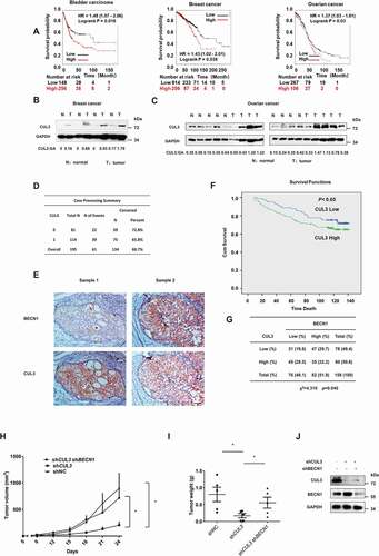 Figure 7. CUL3 mediated BECN1 degradation is relevant both in patients and in tumorigenicity model of nude mice. (A) Online analyses of survival in Bladder carcinoma, Breast cancer or Ovarian cancer patients with high or low CUL3 expression. The number of surviving patients at different time points is indicated below the graphs. HR, hazard ratio. (B,C) Immunoblotting analyses of CUL3 protein expression in tumor samples and normal samples of breast cancer or ovarian cancer patients. (D,F) Expression of CUL3 of breast cancer patients correlates with poor overall survival. Scale bars: 50 μm. (E) Immunohistochemical analyses of 158 specimens from breast cancer patients using anti-BECN1 and anti-CUL3 antibodies were performed. Representative images of IHC staining of tumors form two human breast cancer patients are presented. (G) Correlation study of BECN1 and CUL3 expression in the breast cancer consisting of 158 samples. (H,I,J) The tumorigenicity model of nude mice was constructed with the indicated cells, and then the presence or absence of a visible or palpable tumor was evaluated and tumor growth was monitored every 3 d (H). After the tumor volume exceeded 800 mm3, the mice were sacrificed, and the tumors were excised to determine the weight of them (I). The expression of BECN1 or CUL3 in the MDA-MB-231 cells subcutaneously inoculated into nude mice was detected by western blot analyses (J)