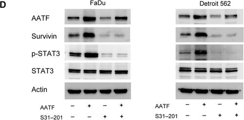 Figure 5 AATF regulates survivin through STAT3 signaling. (A) RNA-seq analyses of AATF depleted and control FaDu cells. Heat maps were generated from selected genes of interest. Gene set expression analysis (GSEA) revealed enrichment for STAT3 signaling in control cells compared with AATF knockdown cells. (B) Analysis of TCGA RNA-seq data of 520 HNSCC cases showed that there were statistically significant positive correlations between AATF with survivin mRNA. (C) Western blotting showed that ectopic AATF expression increased the levels of p-STAT3 and survivin in FaDu and Detroit 562 cell lines. AATF depletion decreased the levels of p-STAT3 and survivin and c-Myc in FaDu and Detroit 562 cell lines. Expression of total STAT3 was not change after AATF overexpression or knockdown. (D) STAT3 inhibitor S31–201 (50 µM) was used in FaDu and Detroit 562 cells transfected with AATF plasmid or control vector. S31–201 decreased p-STAT3 and survivin protein expression. In cells treated with S31–201, the effect of AATF to upregulate survivin protein was significantly ameliorated.