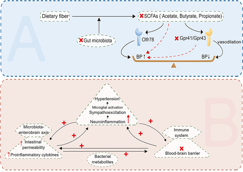 Figure 4. The relationship between hypertension and SCFAs and neuroinflammation. SCFAs increases blood pressure through Olfr78, and also acts on Gpr41 and Gpr43, promoting vasodilation and thus lowering blood pressure. At the same time, neuroinflammation and activity imbalance of autonomic nervous system caused by gut-brain axis dysfunction can also lead to elevated blood pressure. (SCFAs: short-chain fatty acids).