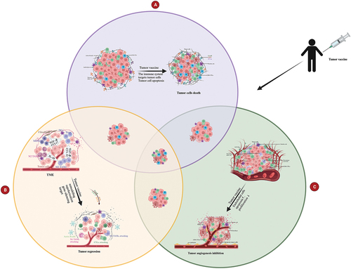 Figure 4. Multidimensional tumor vaccine strategies versus single-dimensional therapy. Tumor growth inhibition is more potent when tumor vaccines mediate antitumor effects through two mechanisms, while maybe the inhibition is even the most potent when three mechanisms used. The three mechanisms of the multidimensional tumor vaccine strategies are mainly outlined here: (a) Tumor vaccines activate the immune system to kill tumor cells; (b)Tumor vaccines inhibit the tumor growth through overcoming the immunosuppression status; (c) Tumor vaccines activate the immune system to target the endothelial cells or TAMs, thus inhibit tumor angiogenesis.
