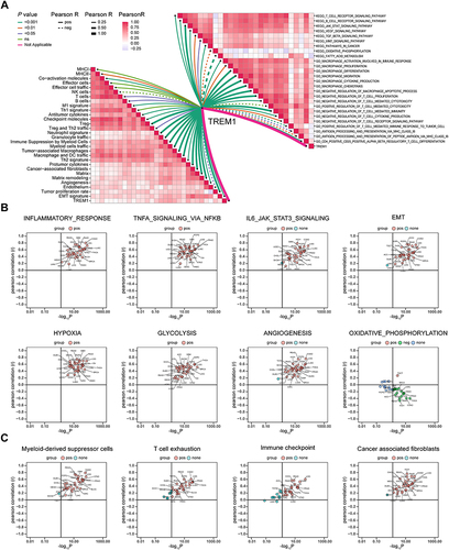 Figure 5 Exploration of the relationship between TREM1 and immune components based on ssGSEA algorithm. (A) Butterfly plot displaying the correlation between TREM1 and TME-related signatures (left panel), KEGG terms, and GO terms (right panel) in KIRC. (B and C) Correlations between TREM1 expression and ssGSEA scores of hallmark (B) or TME (C) gene sets in TCGA pan-cancer.