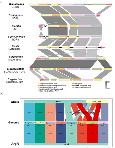 Figure 3. Analysis of arginine deiminase system in Streptococcus. (a) ADS gene cluster comparison in different strains of Streptococcus species. (b) Co-existence analysis of ArgR and XtrSs in Streptococcus species.