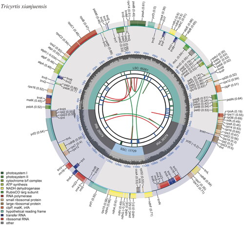Figure 2. The chloroplast genome map of Tricyrtis xianjuensis. The map encompasses six tracks that depict various features of the genome. Starting from the center, the first track displays dispersed repeats, consisting of both direct and palindromic repeats, which are delineated by red and green arcs. The second track highlights long tandem repeats represented by short blue bars. In the third track, short tandem repeats or microsatellite sequences are illustrated as colored bars. Each color corresponds to a specific type of repeat, and accompanying descriptions provide valuable information about the characteristics of each repeat type. The colors and their respective repeat types are as follows: black: c (complex repeat); green: p1 (repeat unit size = 1); yellow: p2 (repeat unit size = 2); purple: p3 (repeat unit size = 3); blue: p4 (repeat unit size = 4); orange: p5 (repeat unit size = 5); red: p6 (repeat unit size = 6). The chloroplast genome contains an LSC region, an SSC region, and two IR regions, and they are shown on the fourth track. The GC content along the genome is shown on the fifth track. Genes within the genome visualization are meticulously color-coded based on their functional classification. The transcription directions of the inner genes are represented in a clockwise manner, while the outer genes are shown in an anticlockwise orientation. To assist with interpretation, the key for gene functional classification is provided in the bottom left corner of the visualization.