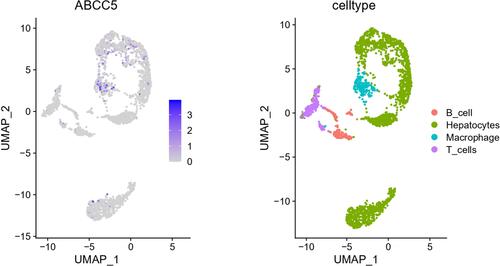 Figure 7 Single-cell analysis revealed the distribution of ABCC5 expressed cells in LIHC tissues.