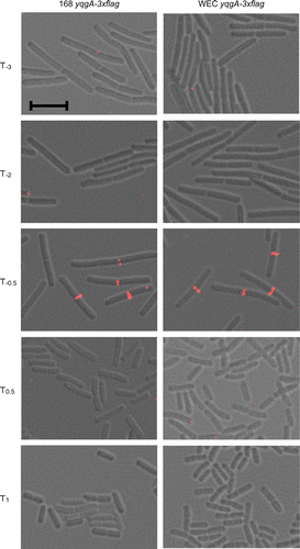 Fig. 2. YqgA localization in 168- and WEC-background cells.Notes: Cells were cultured in LB medium and harvested at the times indicated. The images from differential interference microscopy (grey) and immunofluorescent microscopy (red) were merged. The black bar indicates 5 μm. YqgA-3×FLAG was detected at cell division sites only at T−0.5.