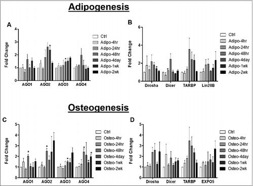 Figure 4. miRNA Biogenesis Pathway is Altered during Adipogenic and Osteogenic Differentiation of Adipose Derived Stem Cells. ASCs were grown in either stromal, osteogenic, or adipogenic media and were collected for RNA extraction at different intervals up to 2 weeks. qPCR was performed to evaluate expression of genes associated miRNA stability (A and C) or cleavage (B and D). Error bars represent SEM, n = 3, normalization was to stromal media, and Cycb gene expression. Fold change represents relative gene expression changes. * Significantly different p<0.05.
