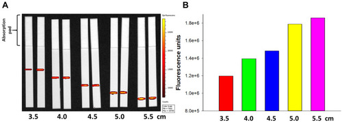 Figure 5 Effect of line location on binding of FNDP-NV-200nm-hIgG.Note: (A) HiF-75 NCM strips (6 cm long) were printed with GAH-IgG at 1 µg/cm of line length, at the distances from the top of the strip shown on the abscissa. Strips were run in duplicate and imaged using IVIS-50 with 30 sec exposure. (B) Fluorescence intensity of lines in (A). Bars represent the mean of each pair of strips.Abbreviations: FNDP-NV-200nm-hIgG, fluorescent nanodiamond particles with NV active centers, 200nm diameter, coupled to human immunoglobulin G; NCM, nitrocellulose membrane; HiF, Hi-FlowTM Plus; GAH-IgG, goat anti-hIgG.