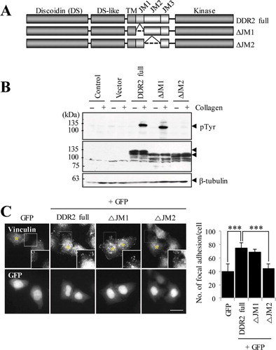 Figure 3. DDR2 activation via the JM2 domain is involved in focal adhesion formation. (A) Schematic diagram of DDR2 truncated mutants. (B) HEK293 cells were transfected with plasmids for 36 h. Cells were lysed, separated on SDS-PAGE and then subjected to western blotting with anti-phophotyrosine (PY20), anti-myc, and anti-β-tubulin antibodies. (C) HeLa cells were transfected with DDR2 mutants and GFP simultaneously (5:1 molar ratio) for 24 h. Following incubation, cells were fixed and stained with an anti-vinculin antibody to visualize focal adhesions. Scale bar: 20 µm. Data (right-hand side) indicate the number of focal adhesion in each condition (n = 10). ***P < 0.001.