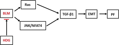 Figure 6. The schematic representation of possible mechanisms of anti-pulmonary fibrosis via Ras/JNK/NFAT4 by HDG.