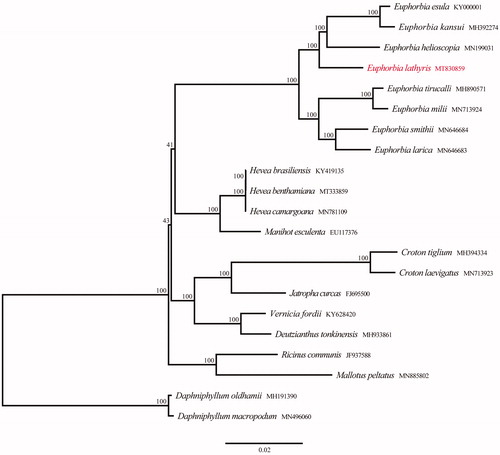 Figure 1. Phylogenetic tree reconstruction of 21 taxa using maximum likelihood (ML) methods in the chloroplast genome sequences. ML bootstrap support value is presented at each node.