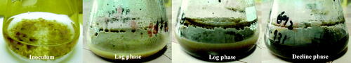Figure 3. Different phases of growth kinetics during cell suspension culture in P. vulgaris[Mismatch].