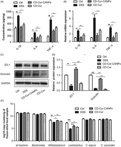 Figure 6. Effects of CD–Cur–CANPs on the inflammation, intestinal tight junctions and colonic microbiota composition in mice with colitis. Levels of inflammatory cytokines (IL-1β, IL-6, and TNF-α) in colon were determined by ELISA kits (A) and qPCR (B). The protein expression of ZO-1 and occluding were assessed using western blot (C) and quantitative analyzed (D). GAPDH was used to normalize the protein level and the relative ratio to control group. The relative abundance of microbiota species was determined by qPCR (E). Compared to the control group, #p < .05, ##p < .01, ###p < .001. Compared to the DSS group, *p < .05, **p < .01; na: no significance.
