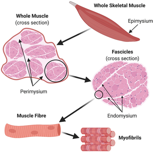 Figure 2. The structure, and fascial layers of, the skeletal muscle organ. The fascial layers provide structural support for the functional elements of the skeletal muscle, whilst retaining sufficient elasticity to adapt to conformational changes within the organ during dynamic movement. Reproduced from [10] with permission.