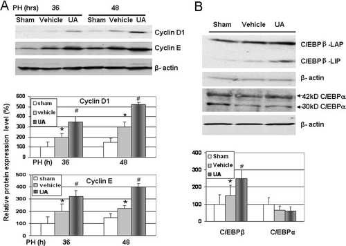 Figure 4.  Western blotting for cell cycle proteins and C/EBPβ expression. (A) Expression of cyclin D1 and cyclin E proteins were increased at 36 and 48 h after PHx in UA treated group. (B) Expression of C/EBPβ proteins was increased at 36 h after PHx in UA treated group animals. Changes in the protein levels relative to control were assessed by scanning densitometry of the immunoblots. Data represent mean ± SD (n = 3). *P < 0.05 versus sham group; #P < 0.05 versus vehicle-treated control group.