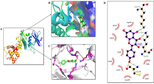 Figure 10 Analysis of IRE1-α domain-ligand interaction. KP is highlighted in green as a stick representation. (A) Three-dimensional structure of the domains of IRE1-α protein. (B) Depiction of the active site of the protein. (C) Residues of the ligand interacting with the protein are shown in pink color. (D) The two-dimensional plot of the molecular interactions occurring between protein-ligand complex where hydrogen bond interactions are shown in green dotted lines and hydrophobic residues are shown in red.