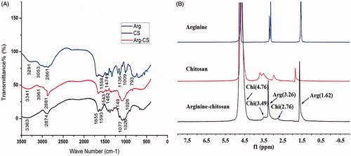 Figure 2. Physicochemical characterization. (A) FT-IR spectra of arginine, chitosan, and Arg-CS. (B) 1H NMR spectrum of arginine, chitosan, and Arg-CS in D2O with a concentration of 10 wt%.