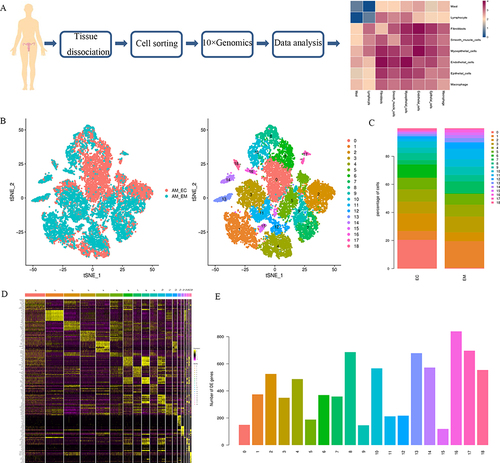 Figure 1 Integrated single-cell RNA sequencing (scRNA-seq) analysis of patients with adenomyosis identifies diverse cell types. (A) Workflow diagram showing the collection and processing of obtained endometrium samples for scRNA-seq. (B) t-distributed stochastic neighbor embedding (t-SNE) plot visualizing all cells displayed with different colors for samples and clusters. (C) Proportion of all cell clusters in AM_EM and AM_EC. (D) Expression of special genes in all clusters is shown in the heatmap. Each column indicates an individual cluster; yellow represents the maximum, and pink represents the minimum expression values. (E) Number of differentially expressed genes in each cluster.