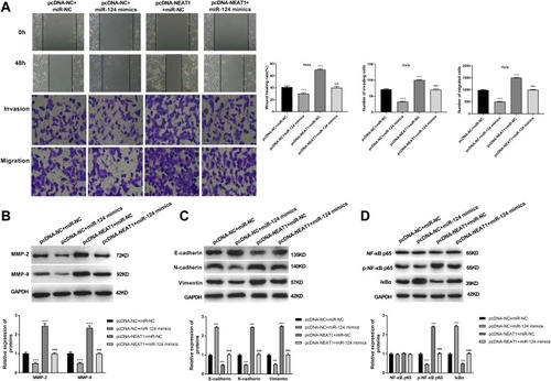 Figure 7 MiR-124 reversed the effects of lncRNA-NEAT1 on the migration, invasion, EMT and NF-κB pathway in HeLa cells. (A) The migration and invasion ability of transfected HeLa cells were detected by wound healing and transwell assay. (B) The expression of MMP-2 and MMP-9 in transfected HeLa cells was detected by Western blot. (C) The expression of E-cadherin, N-cadherin and Vimentin in transfected HeLa cells was detected by Western blot. (D) The expression of NF-κB p65, p-NF-κB p65 and IκBα in transfected HeLa cells was detected by Western blot. Data were presented as mean ± standard deviation with three replicates. ***P < 0.001, vs pcDNA-NC + miR-NC group. &&&P < 0.001, vs. pcDNA-NC + miR-124 mimics and pcDNA- NEAT1 + miR-NC group.