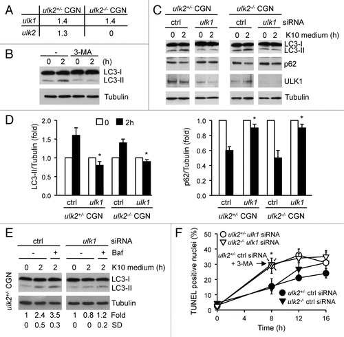 Figure 2 Impaired autophagy in CGN associated with the loss of ULK1 enhanced DNA fragmentation. (A) Total RNA was extracted from ulk2+/− and ulk2−/− CGN and the amount of ulk1 and ulk2 transcripts normalized to that of actin was measured by quantitative real-time PCR. (B) CGN at DIV7 were incubated in K10 medium for 2 h in the absence or in the presence of 3-MA. Autophagy induction by LC3 assay was detected by immunoblot analysis using a LC3 antibody. (C–F) ulk2+/− and ulk2−/− CGN were transfected with either ctrl siRNA or ulk1 siRNA at DIV2. At DIV7, the cells were incubated in K10 medium for the indicated times. Where indicated the cells were incubated with Baf (E) or with 3-MA (F). Immunoblot analysis was performed to detect LC3 conversion, p62 degradation and to confirm the suppression of ULK1 expression in CGN transfected with siRNA against ULK1 (C and E). Tubulin was used as a loading control. The results are representative of three (C) and two (E) independent experiments. Immunoblot signals were quantified with the ImageQuantifier software (BioImage, Jackson MI). The levels of LC3-II and of p62 normalized to Tubulin are expressed as fold of nontreated cells for each condition. The data correspond to the mean ± SE of three independent experiments (D) or to the mean ± SD of two independent experiments (E). *p < 0.05, indicates a significant difference between CGN transfected with ulk1 siRNA versus ctrl siRNA. Apoptotic nuclei were detected by TUNEL as purple (blue-DAPI + red-TUNEL). They were distinguished from DNA debris by immunostaining the cells with MAP2. A minimum of 100 cells were counted by eye from a minimum of eight random fields of view, for each condition. The percentage of TUNEL positive nuclei is plotted as a function of time (F). The data correspond to the mean ± SD of three independent experiments. *p < 0.05, indicates a significant difference between CGN transfected with ulk1 siRNA versus ctrl siRNA.