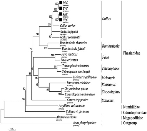 Figure 1. Phylogenetic analysis based on complete mitochondrial genome sequences. An N-J tree was built based on the phylogenetic analysis of 21 Galliformes species’ complete mitochondrial genomes. The mitochondrial genome sequences of the Galliformes species were obtained from the GenBank databases (Accession numbers have marked on the figure). Abbreviation of species indicates: DBC: Dongan black chicken; TYC: Taoyuan chicken; XBC: Xuefeng black-boned chicken; HLC: Huang Lang chicken.